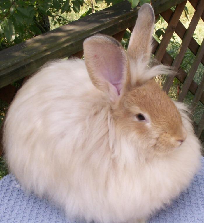 Канадский кролик фото