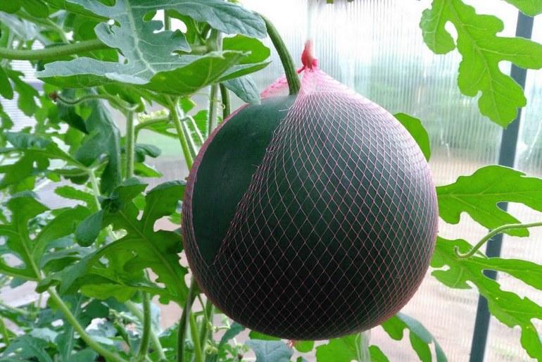 Как выращивать арбуз сорта Огонек