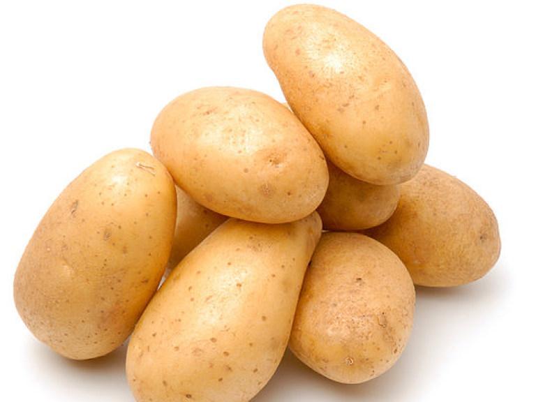 О картофеле Лидер: описание семенного сорта картофеля, характеристики,агротехника