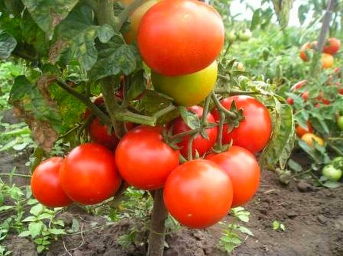 О томате Вспышка: описание сорта, характеристики помидоров, посев