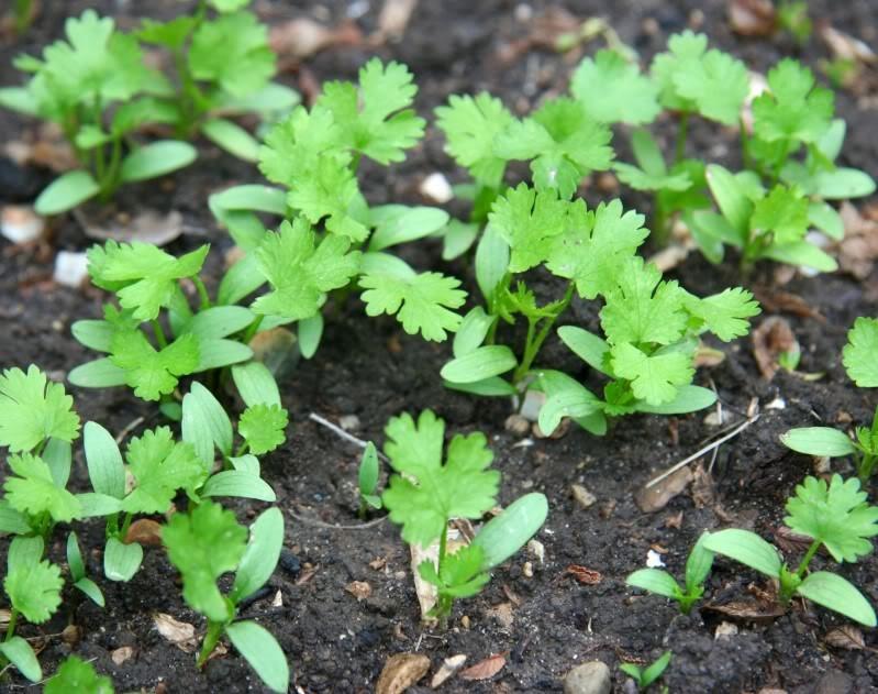 Как быстро вырастить петрушку из семян: как получить всходы через 3 часа