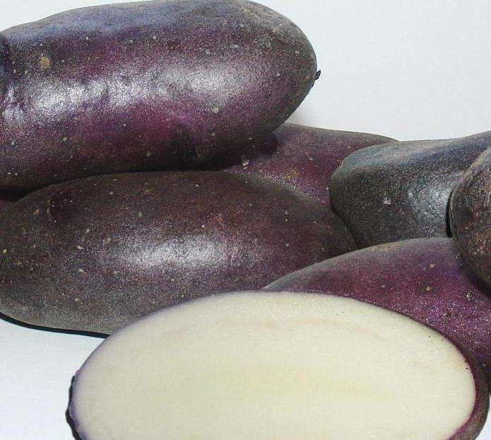 Фиолетовый картофель Василёк