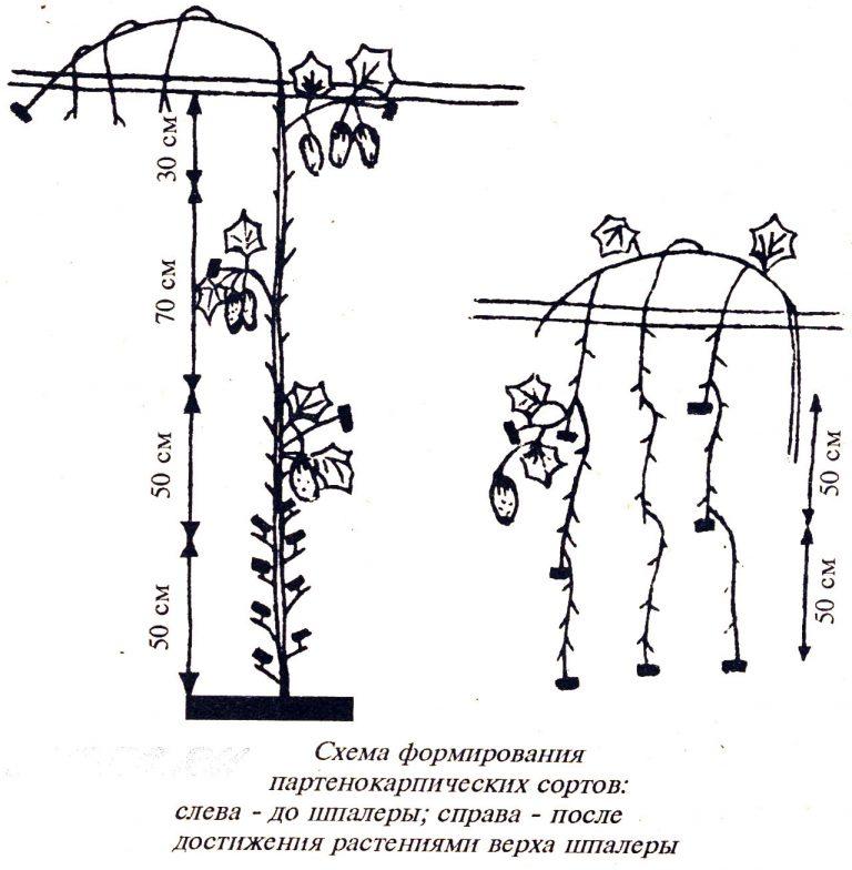 Схема посадки момордики