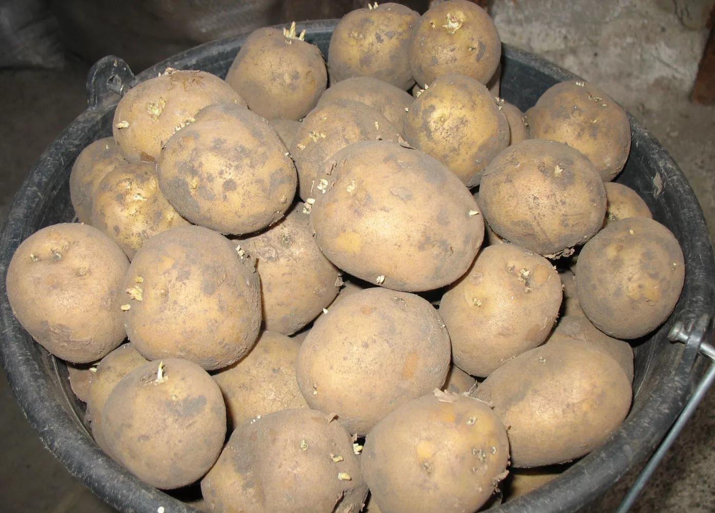 Адретта – картофель, устойчивый к пониженным температурам и неблагоприятным климатическим условиям