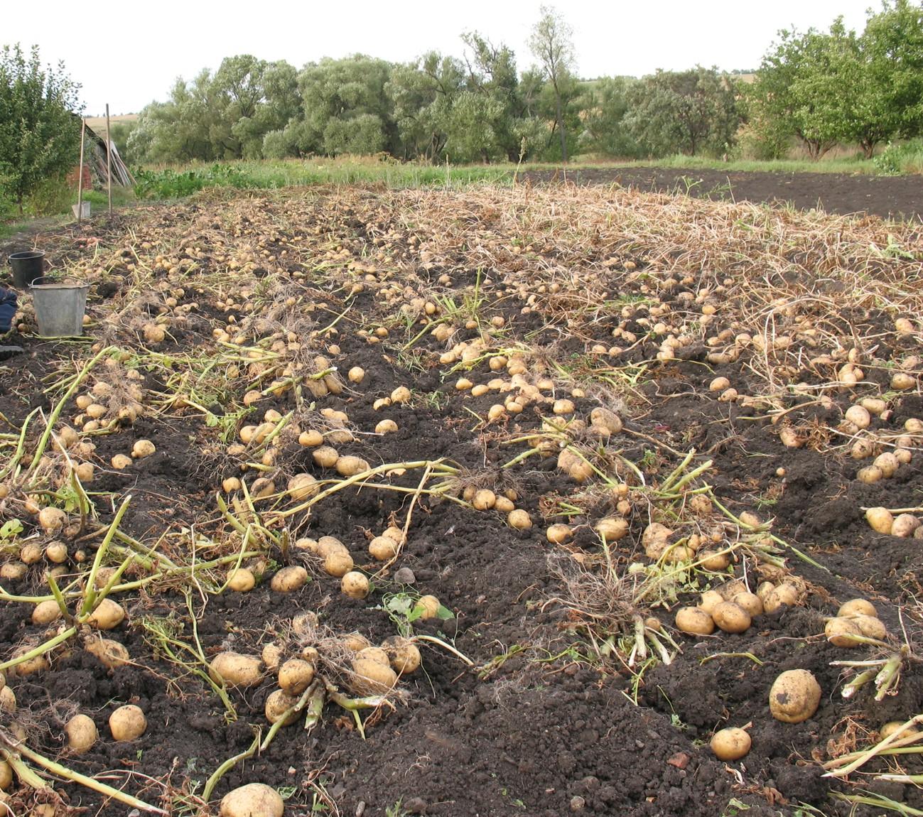 Чем обработать землю перед посадкой картофеля. Урожай картофеля. Всходы картофеля. Картошка в огороде. Картофель на грядке.
