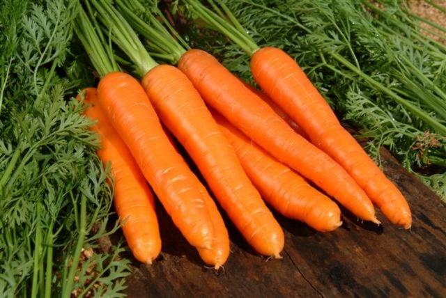 Урожай моркови на Урале