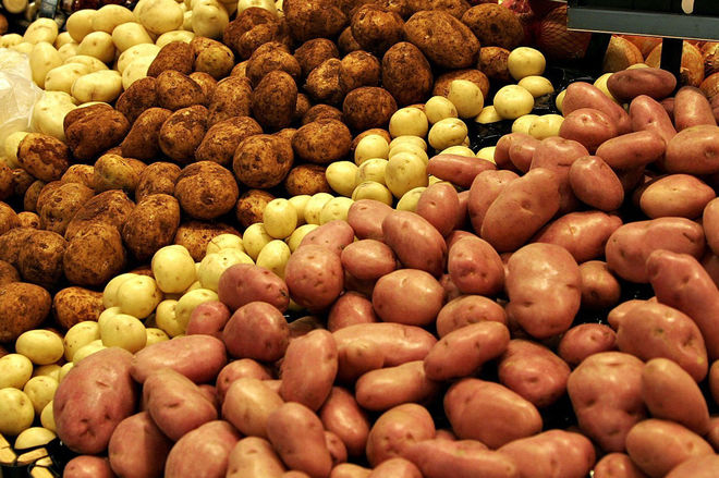 Здоровый урожай картофеля