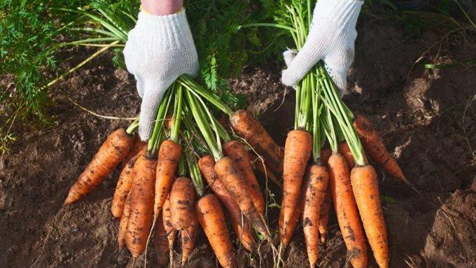 Богатый урожай моркови в Сибири