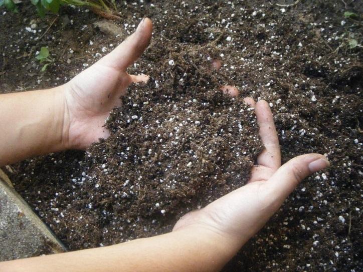  Выбор почвы для посадки картофеля Журавинка