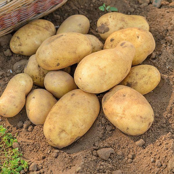  Ровный красивый картофель Джелли словно калиброван в каждом кусте