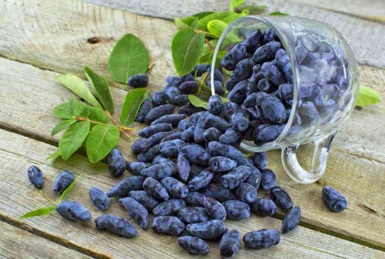 Вкусный урожай жимолости Гордость Бакчара – темно-синие ягоды с гармоничным вкусом сладости и нежной горчинки, наполненные земляничным ароматом