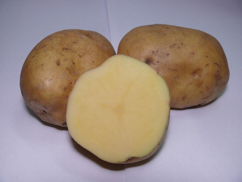 Картофель Рамос – популярный продукт на отечественном сельскохозяйственном рынке