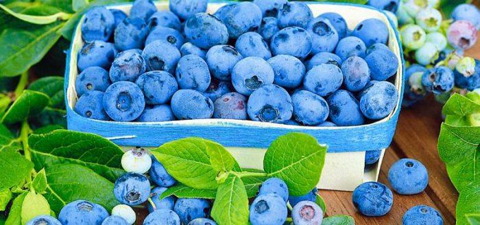 Голубика издавна известна своими лечебными свойствами, поэтому возделывать и употреблять в пищу ее нужно не только как вкусную ягоду, но и как натуральное природное лекарство