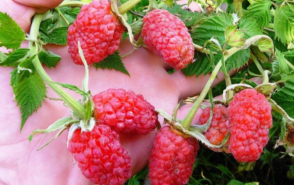 Некоторые считают, что сдвоенные ягоды – результат неблагоприятной экологии