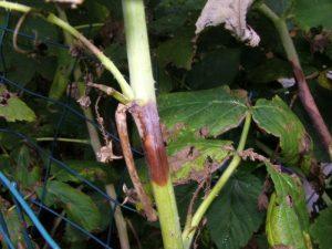 Пурпуровая пятнистость малины – проблема, с которой сталкиваются многие садоводы