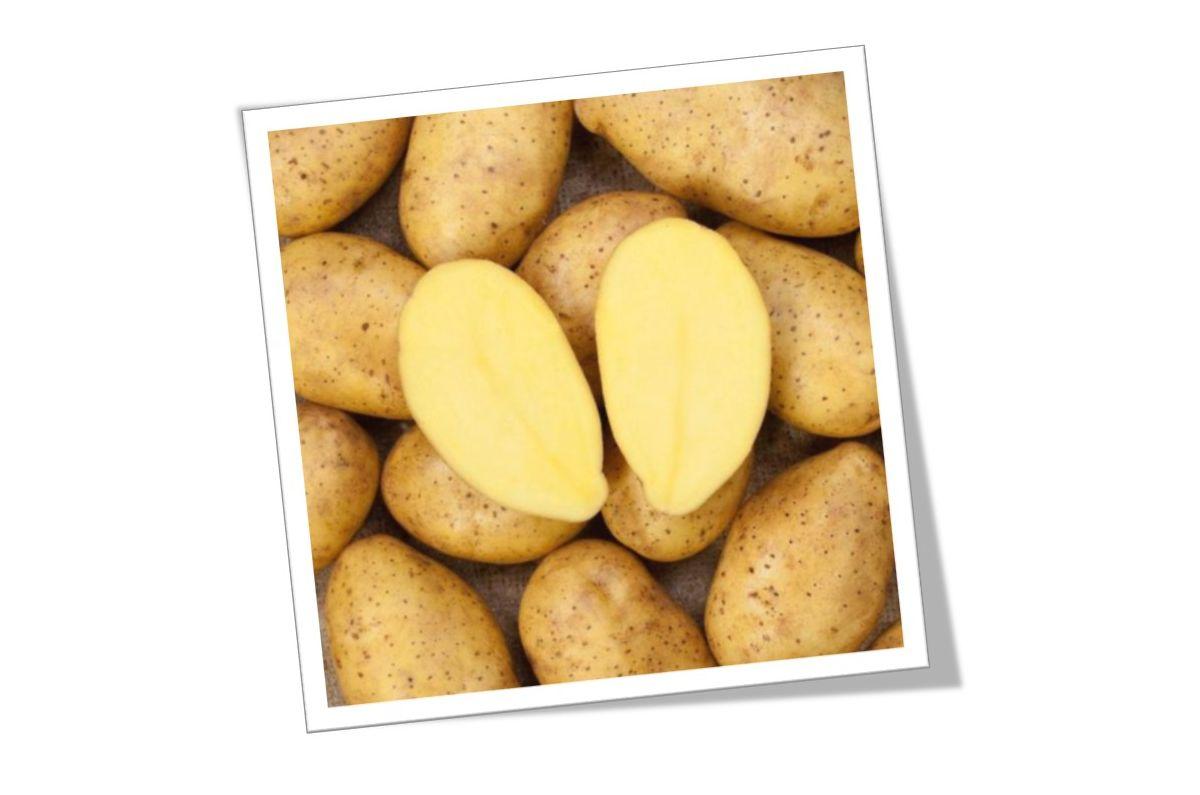 Картофель Лилея характеристика и описание сорта урожайность с фото