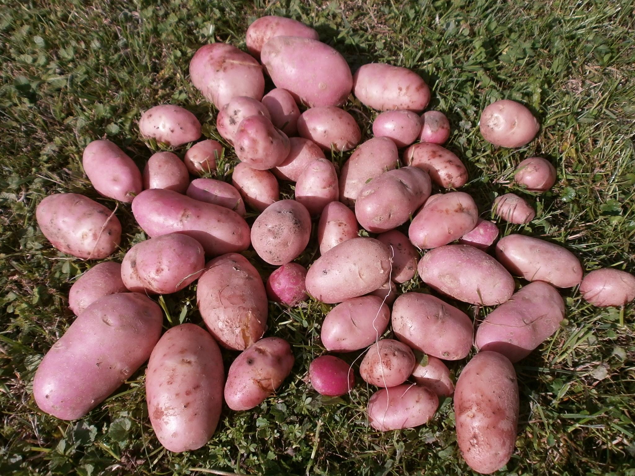 Розанна сорт картофеля описание фото