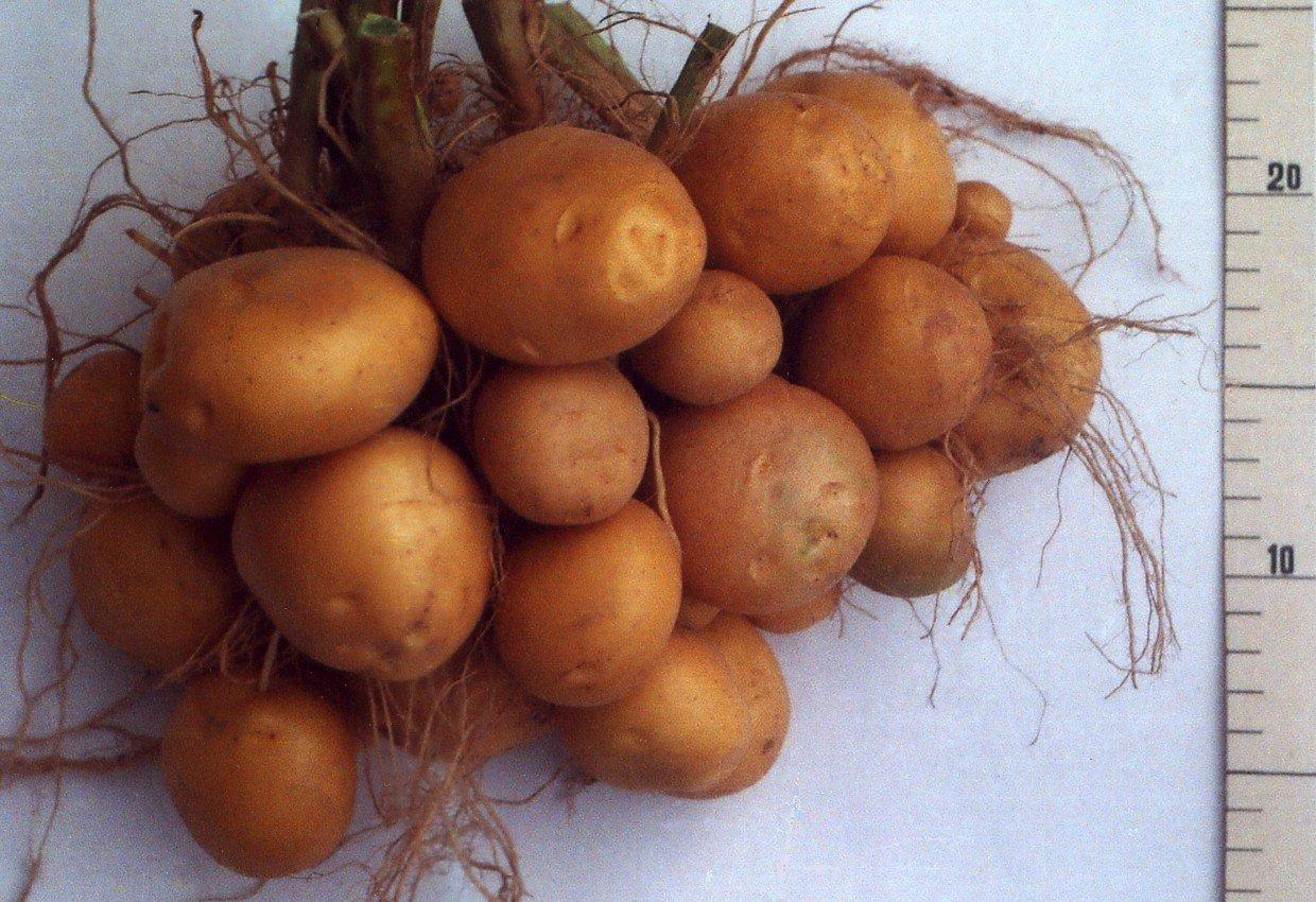 Сорт картофель Рамос характеристика