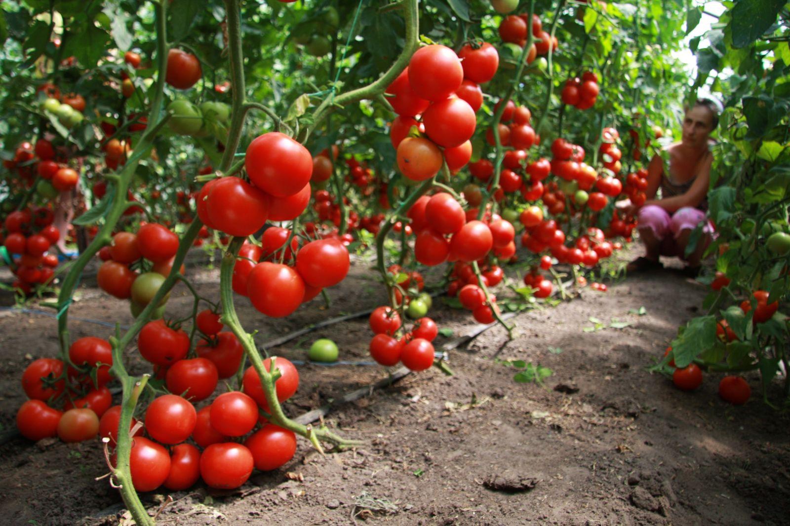Подкормка томатов куриным пометом: как развести, как удобрять, как поливать