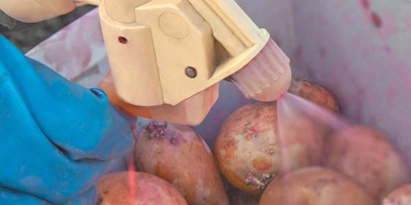 Препарат Табу для обработки семенного картофеля — Sam-Village