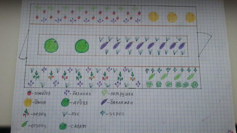 Как сажать огурцы и помидоры в одной теплице схема
