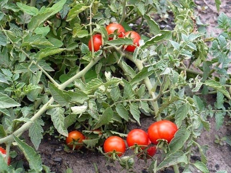 Томат Хлыновский характеристика и описание сорта урожайность с фото