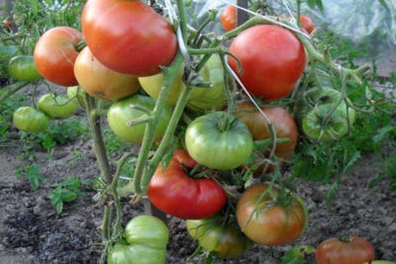 Все о помидорах Толстые Щечки: агротехника, характеристики и описание сорта