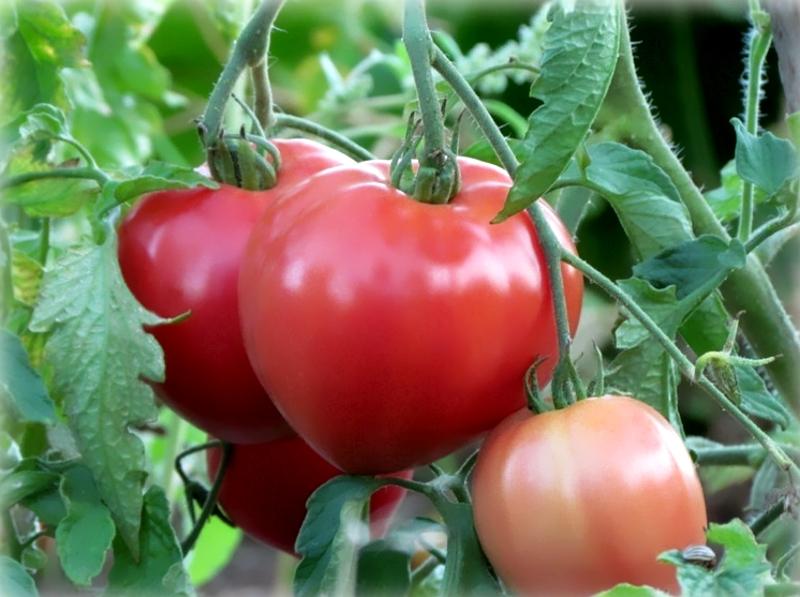 Абаканский розовый: описание сорта томата, характеристики помидоров