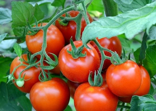 Добрый: описание сорта томата, характеристики помидоров, посев