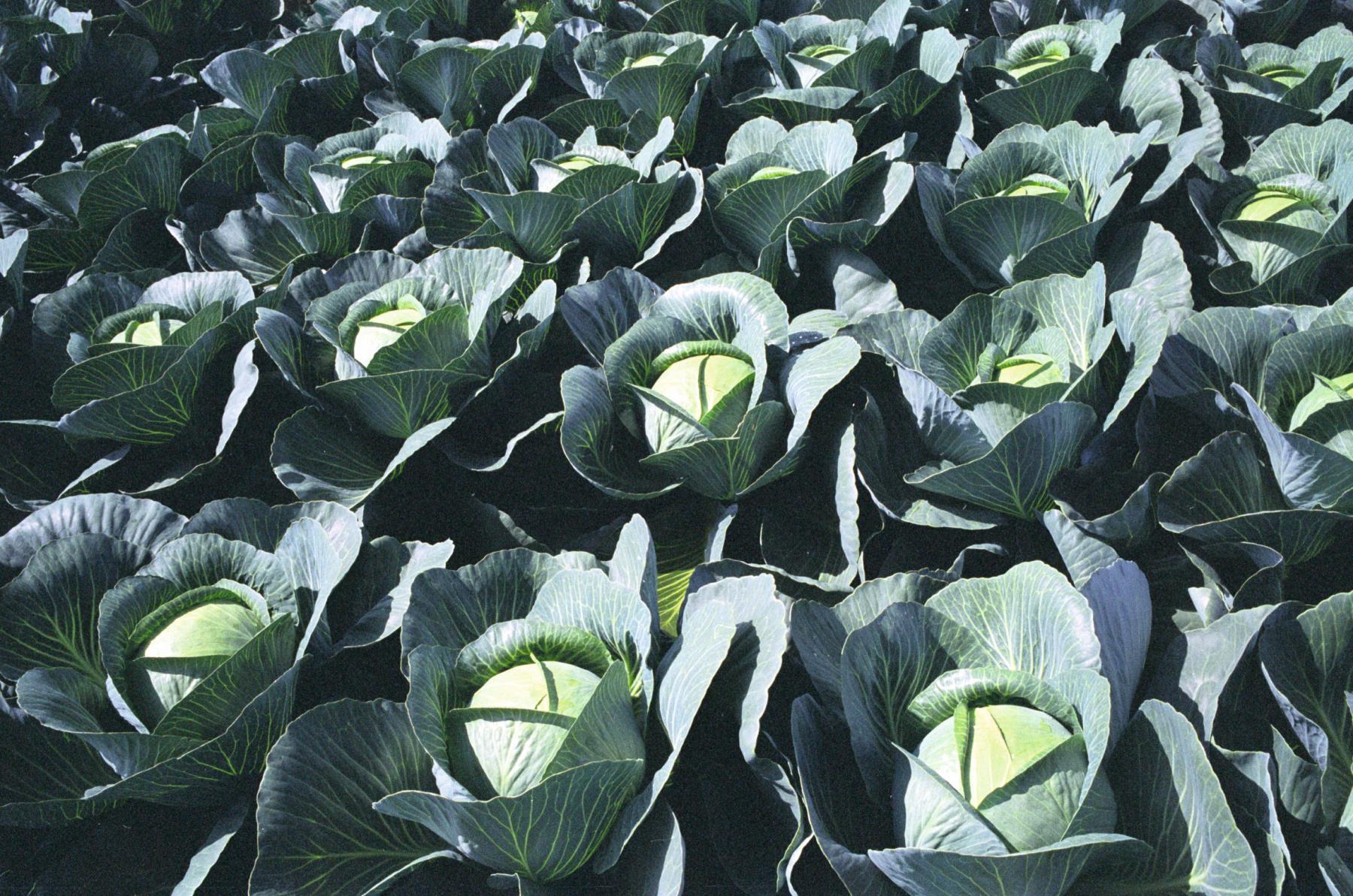 О капусте Леннокс: характеристика и описание сорта, способы выращивания