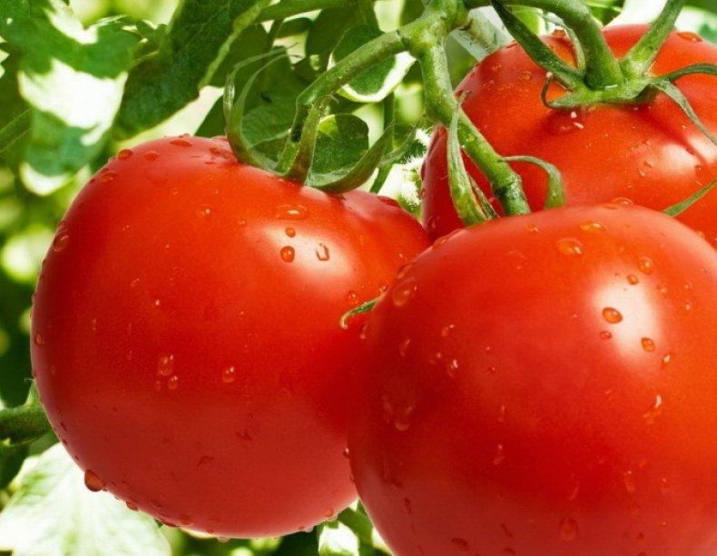 Краснобай: описание сорта томата, характеристики, агротехника помидоров