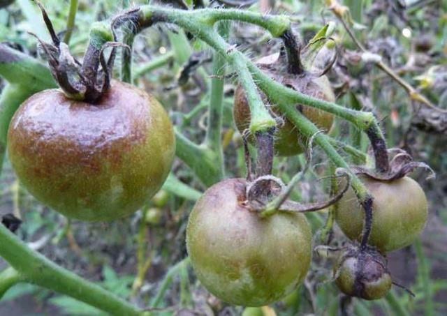 Все о методах борьбы с фитофторой на томатах в теплице: чем обрабатывать
