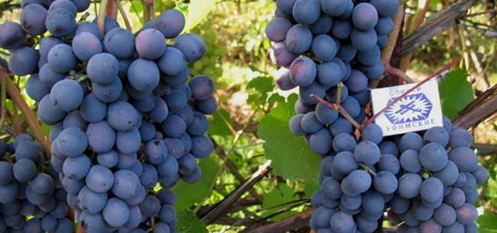 Виноград агат донской описание сорта урожайность правильный уход