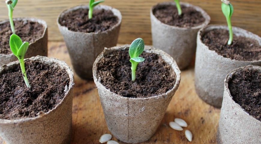 О том, как посадить огурцы в торфяные горшочки на рассаду
