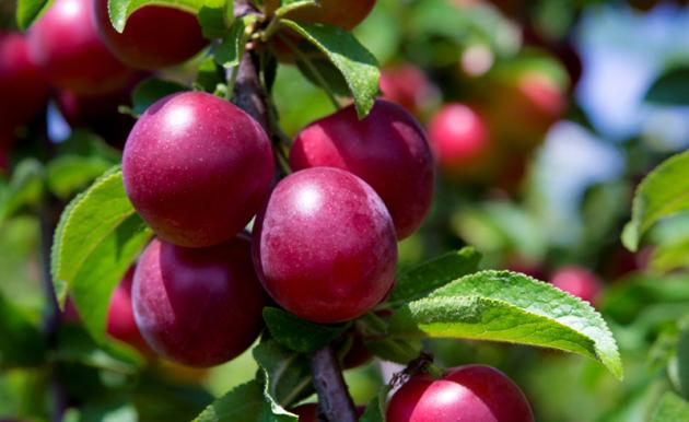 Гибрид вишни и сливы: описание и характеристика