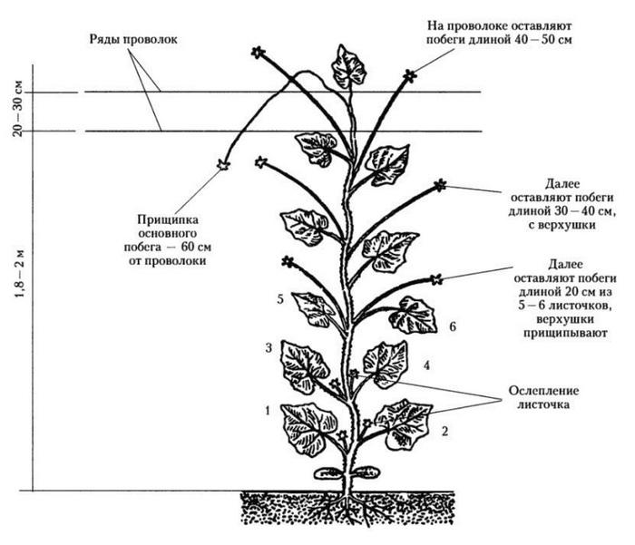 Схема обрезки огурцов в теплице: как правильно обрывать лишние листья укультуры