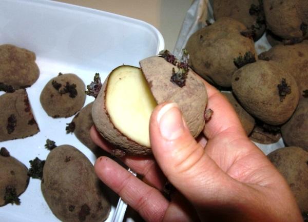 Как резать крупный семенной картофель для посадки: советы и