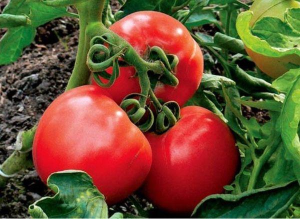 Король ранних: описание сорта томата, характеристики помидоров, посев