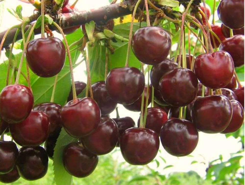 Харитоновская вишня плоды