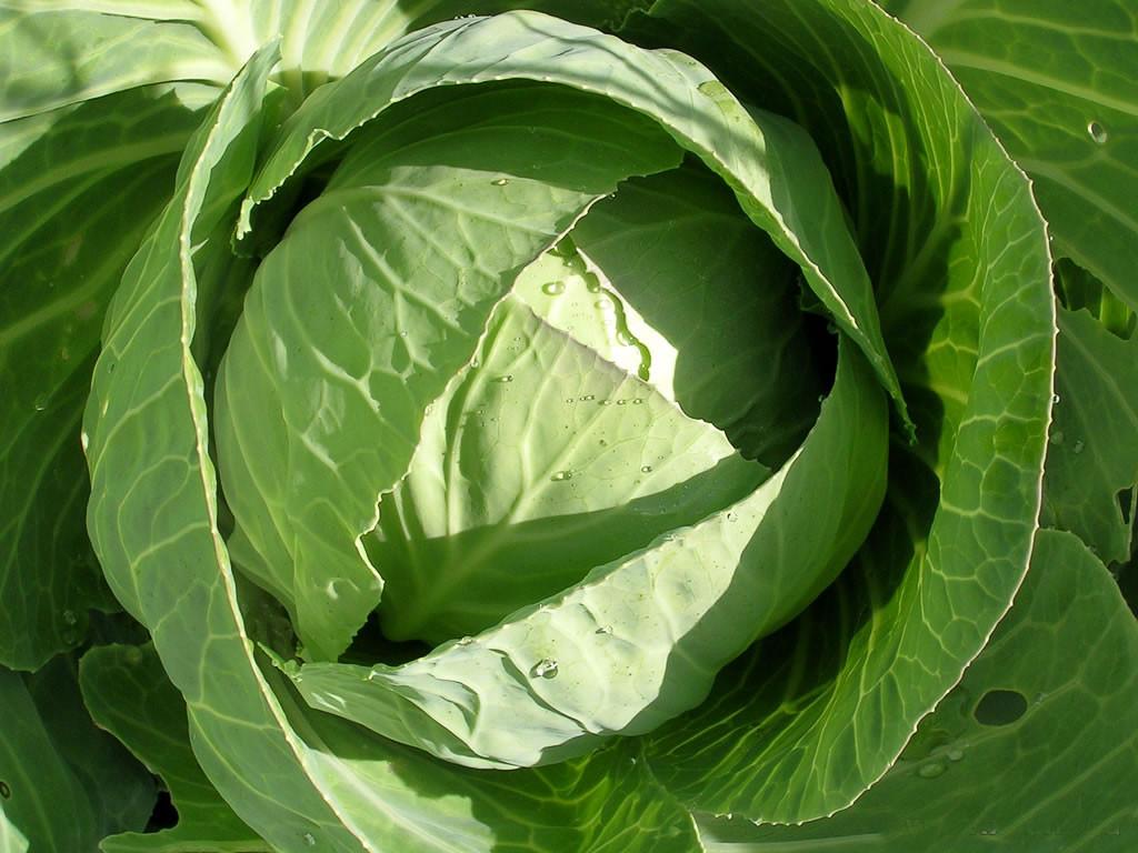 О листовой капусте: описание и характеристика, особенности выращивания