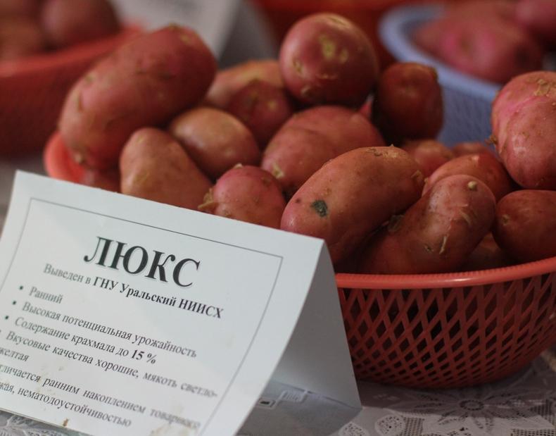 Айл оф Джура: описание сорта картофеля, характеристики, агротехника