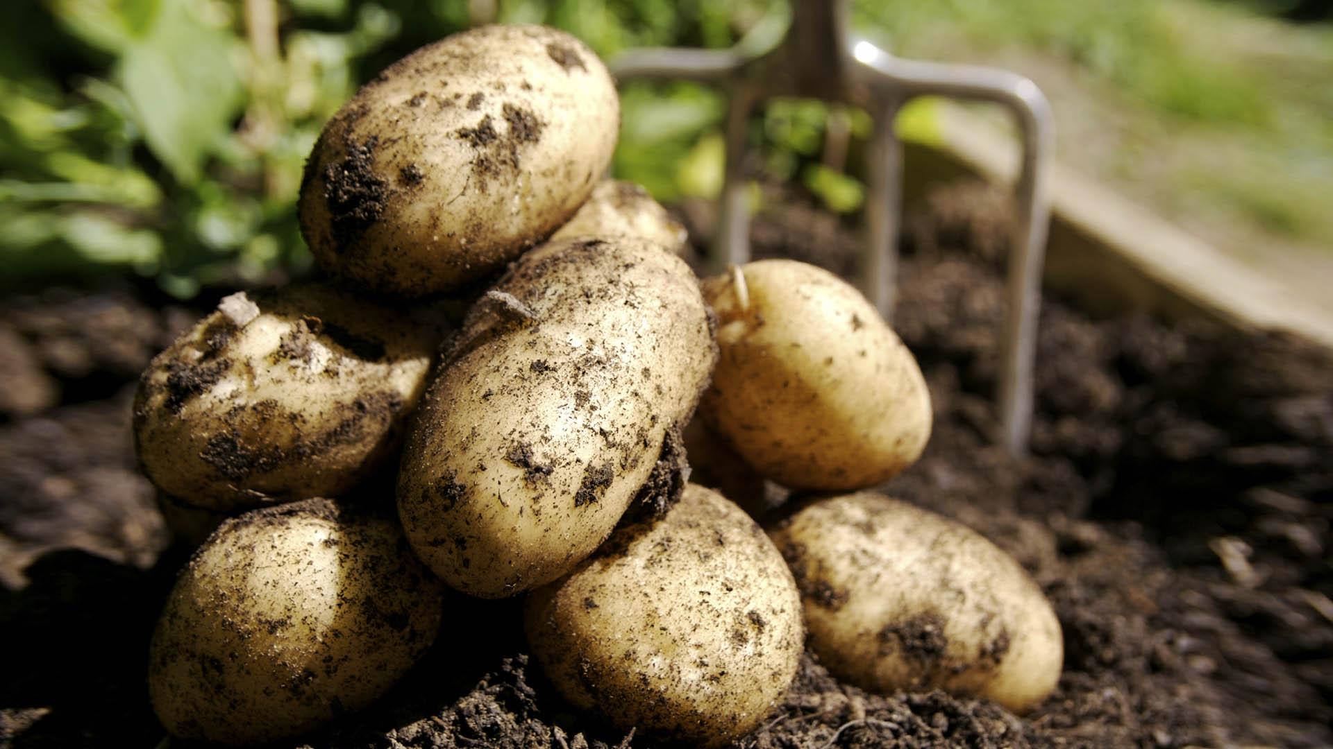 Kemira de cartofi ajută cartofii să crească mai bine.