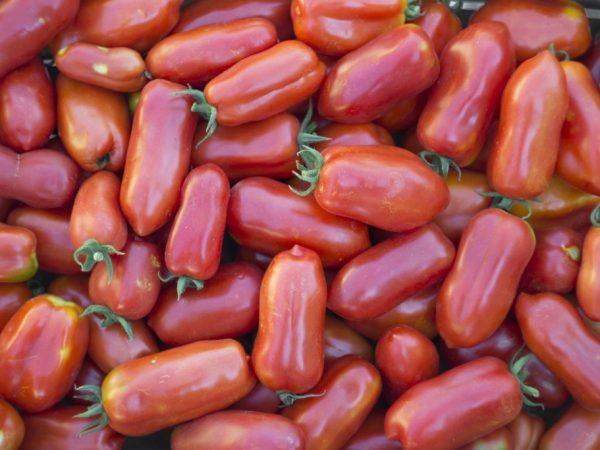 О томате Корнабель: описание сорта, характеристики помидоров, посев