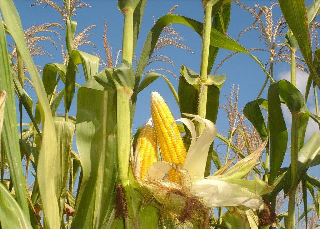 Когда сажать кукурузу в открытый грунт семенами в Средней полосе России:уход, выращивание
