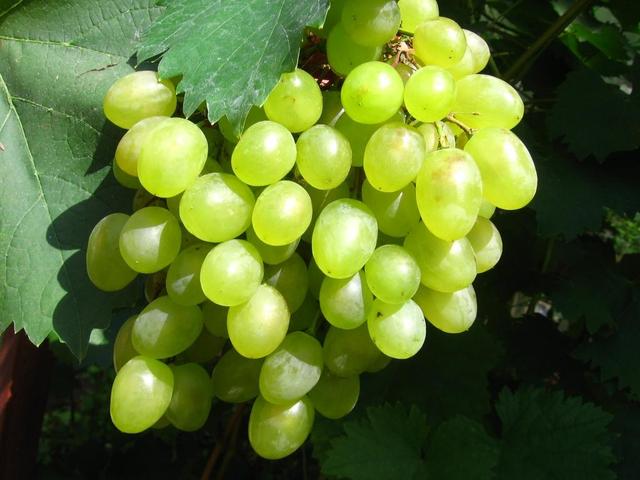 Виноград Алешенькин описание и характеристика сорта, выращивание и уход, отзывы, фото