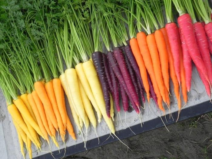 Через сколько дней всходит морковь, как ускорить всхожесть, сроки