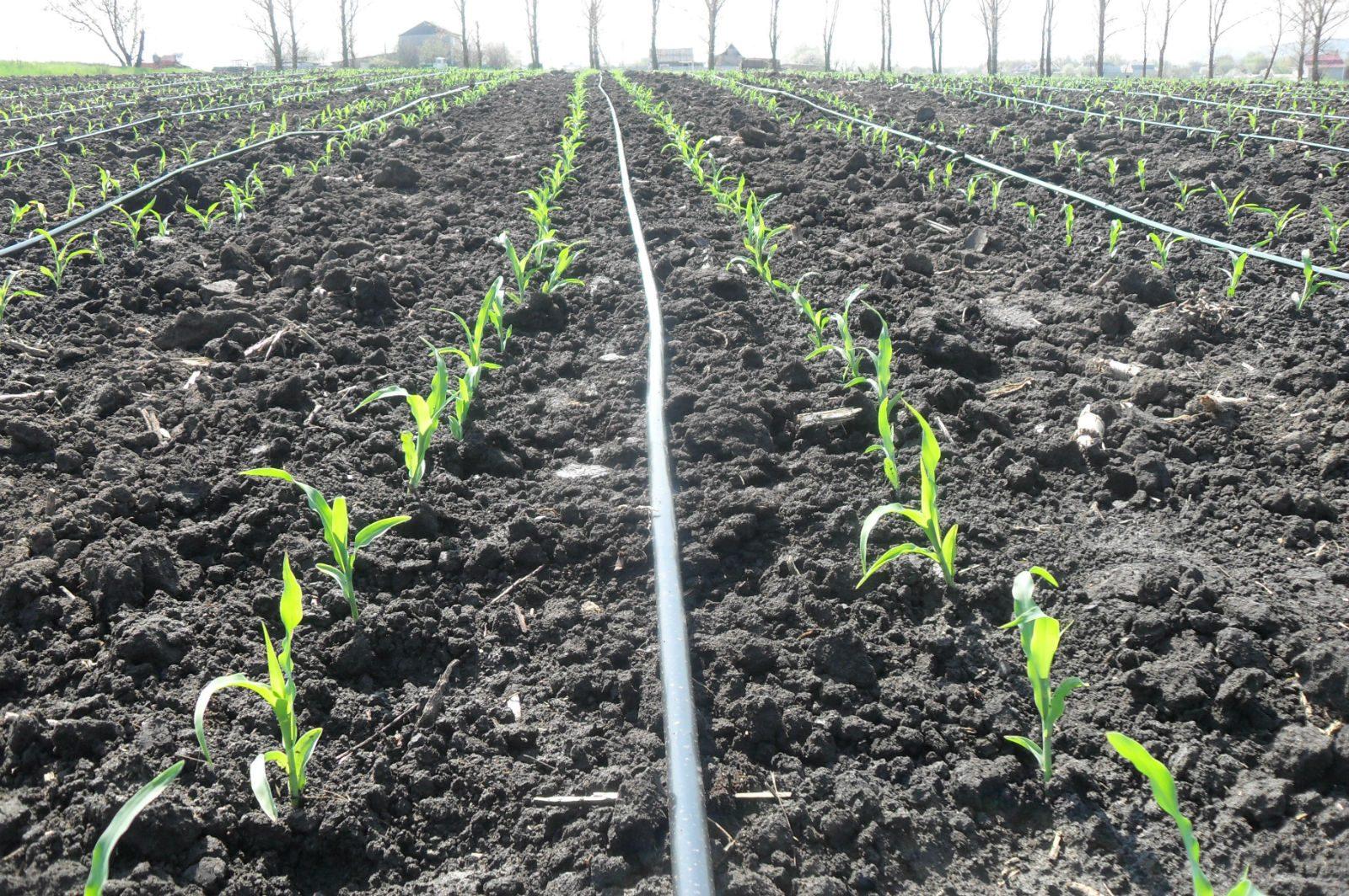 Как посадить кукурузу в огороде в открытый. Окучивание кукурузы. Капельное орошение кукурузы. Посев кукурузы. Полив кукурузы в открытом грунте.