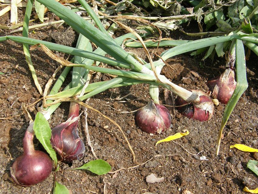Ялтинский сладкий лук: выращивание в средней полосе, посадка и уход