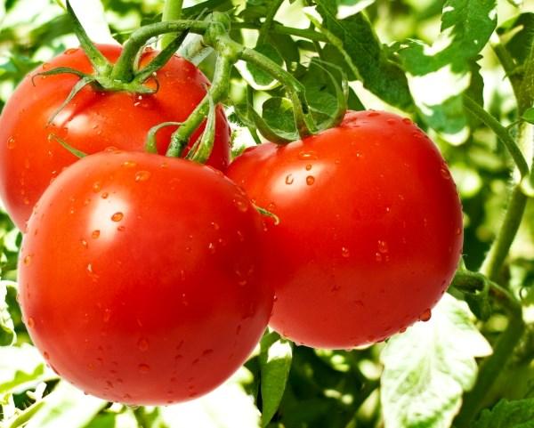 помидоры санька характеристики
