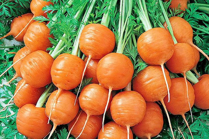 Когда сажать морковь весной в открытый грунт в Подмосковье и Особенности выращивания моркови в Подмосковье и по всей средней полосе России. Когда сажать овощ?